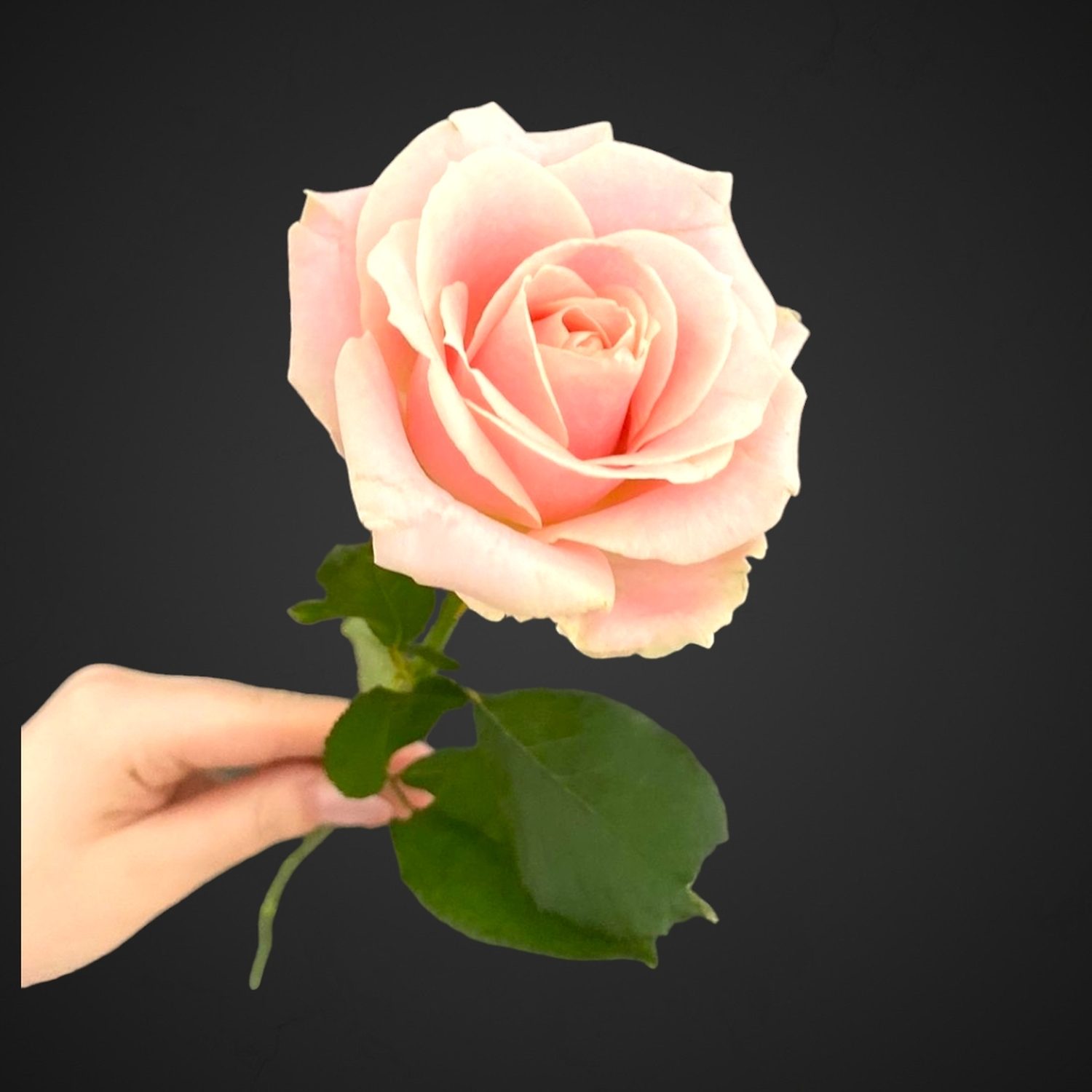 Роза Свит Аваланж (бледно роз.с зеленцой)