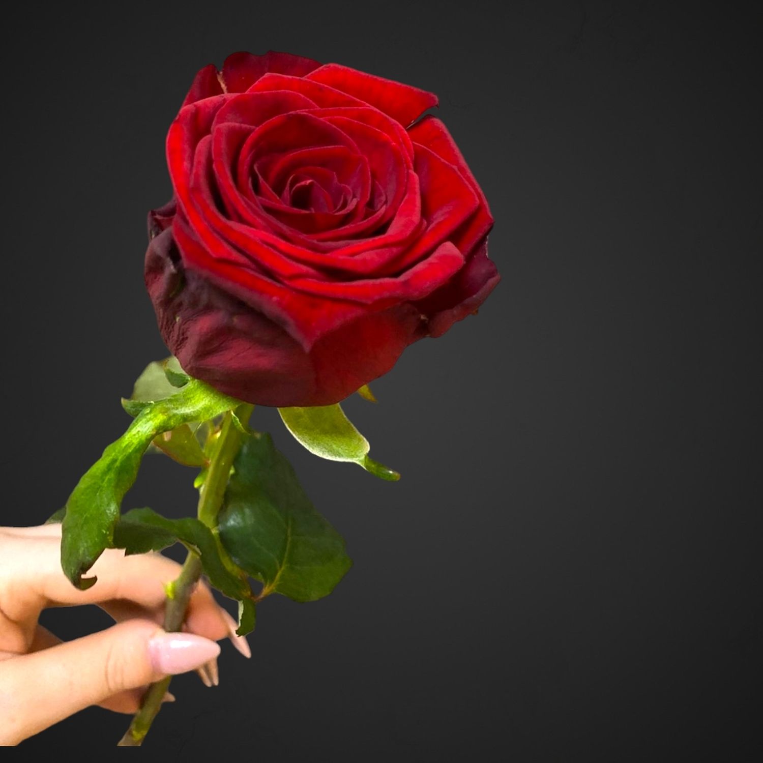 Роза Ред Наоми (бордовая)