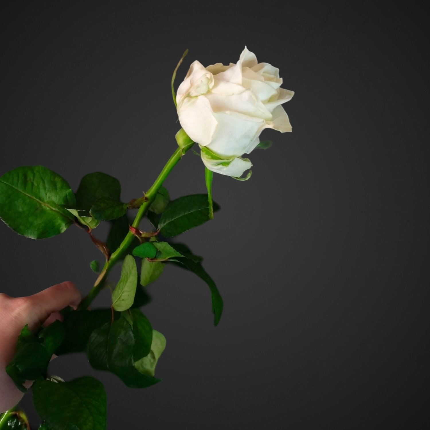 Роза Ноэлия (белая)