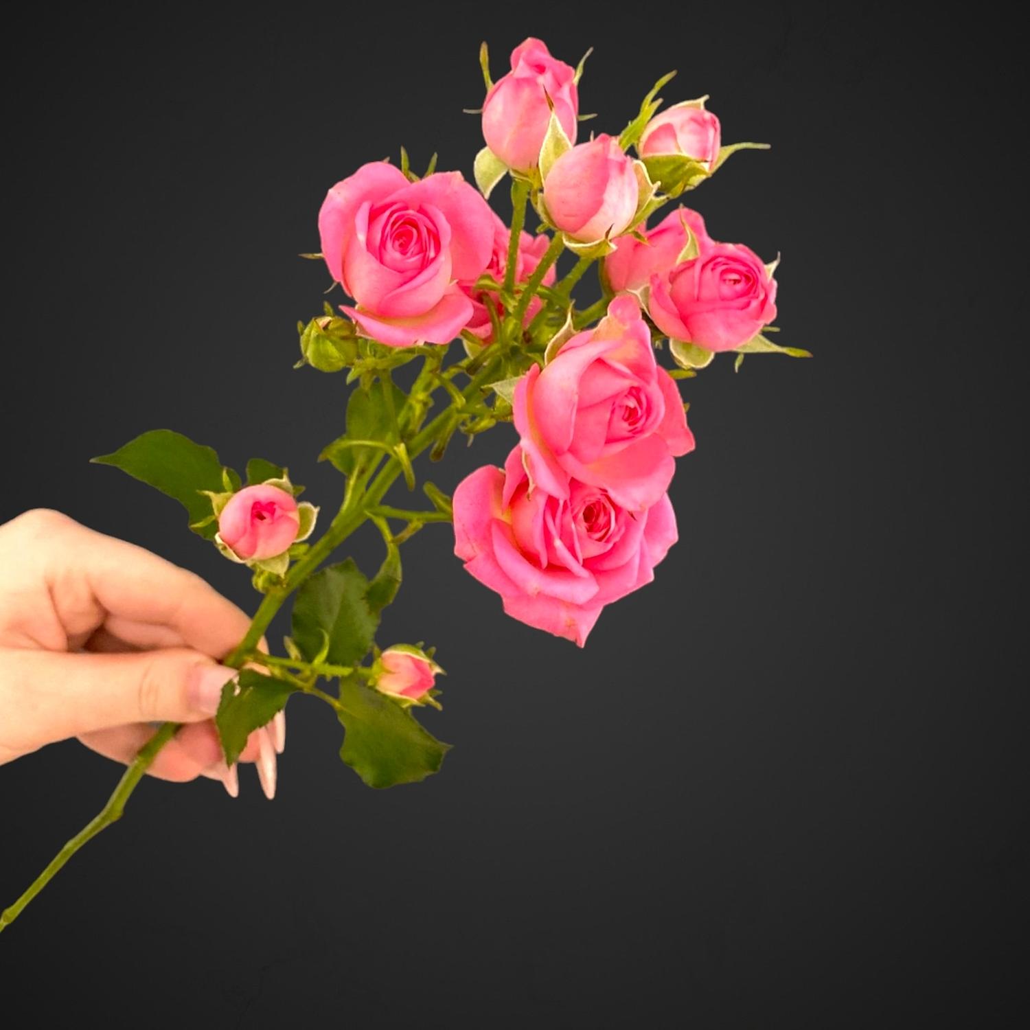 Роза Спрей Пинк Хеопс (розовая)