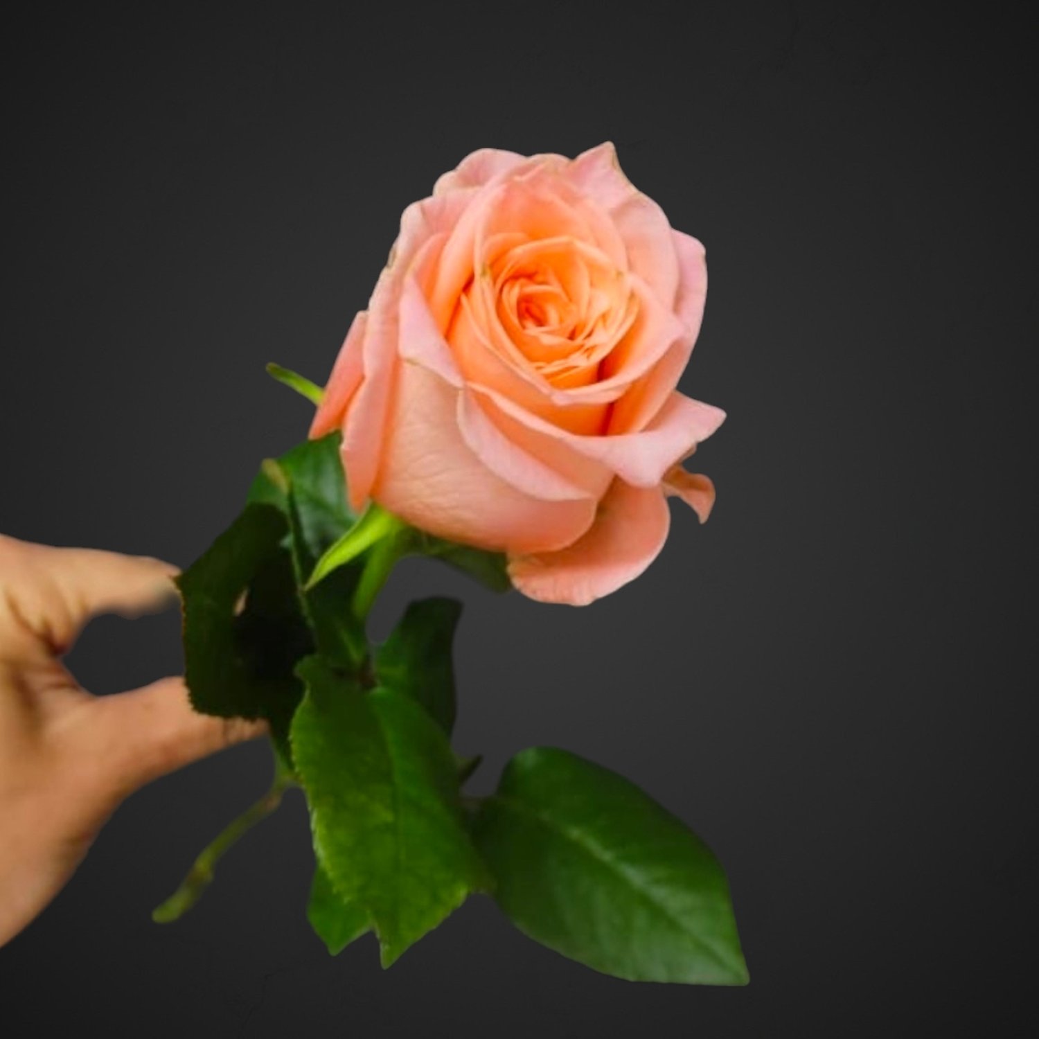 Роза Ариана (розовая)