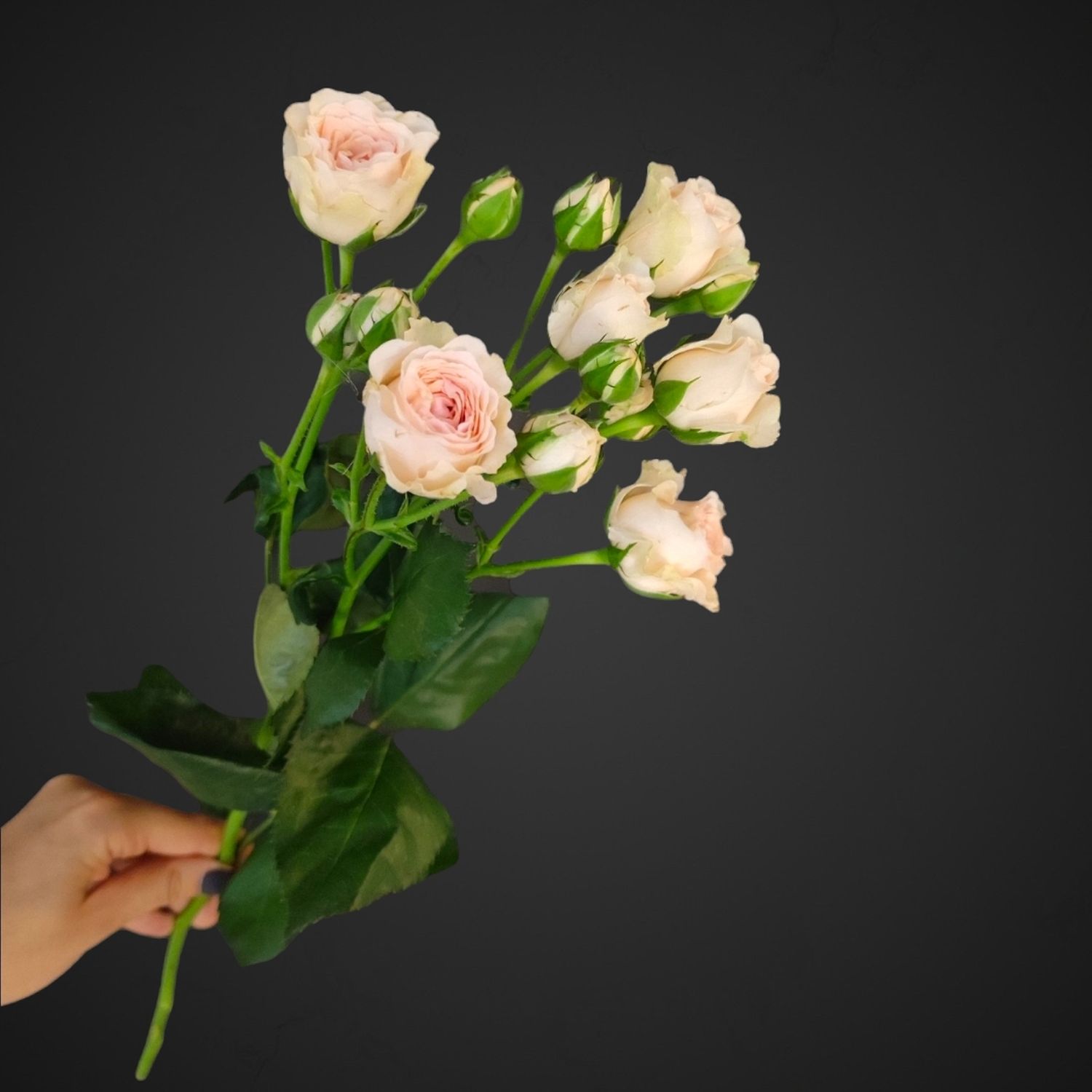 Роза спрей Полина (розовая)